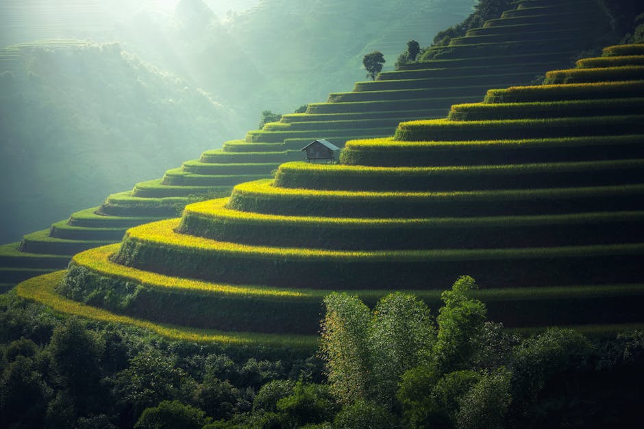 pexels-photo-247599-247599 Lush green terraced rice fields with a rustic hut under soft sunlight.